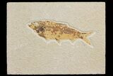 Fossil Fish (Knightia) - Wyoming #176417-1